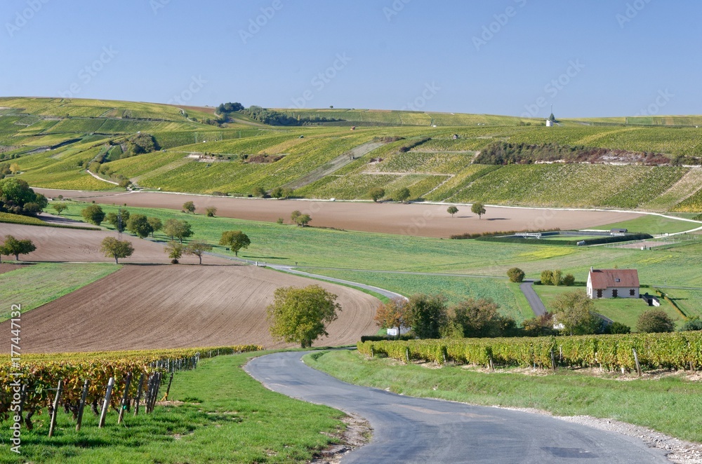 Road winding among fields and vineyard
