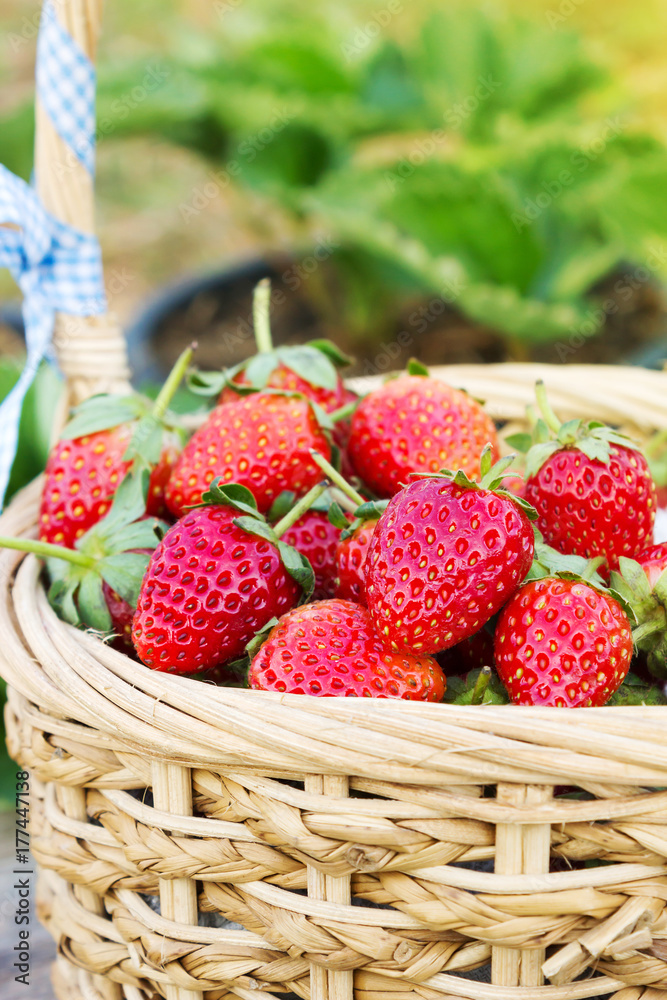 Fresh strawberry in bamboo basket with garden view. Favorite berry fruit. Hi vitamin and freshness. With color filter effect. Fresh strawberry in bamboo basket with garden view. Favorite berry fruit. Hi vitamin and freshness. With color filter effect.