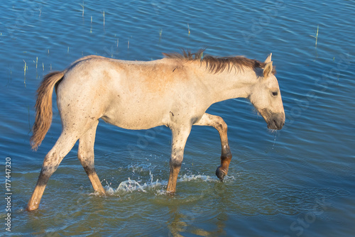 White horse walking in water in the swamps  in the evening light   