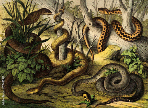 Konstfotografi Snakes in the wild.