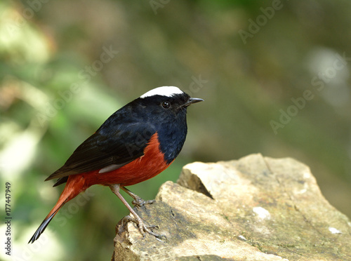 River chat or White-capped Water Redstart (phoenicurus leucocephalus) beautiful black and red bird with white head and cut left fingers perching on rock beside cliff, exotic nature