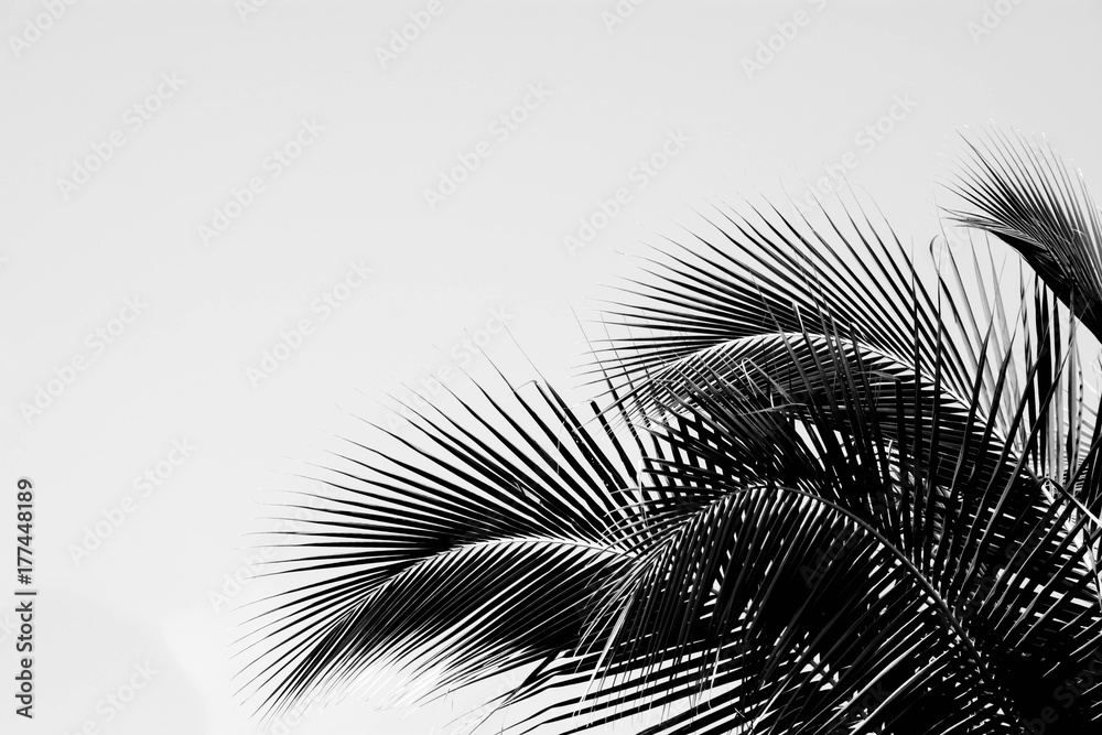 Naklejka premium palm coconut leaf - monochrome