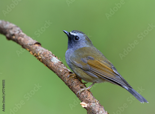 Rufous-gorgeted flycatcher (Ficedula strophiata) beautiful brown and grey bird with orange marking on its neck perching on the branch over green background, exotic nature photo