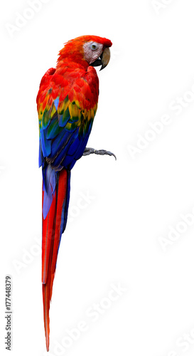 Scarlet macaw (Ara macao) large, red head, yellow and blue wings parrot bird on back feathers profile isolated on white background, fascinated bird