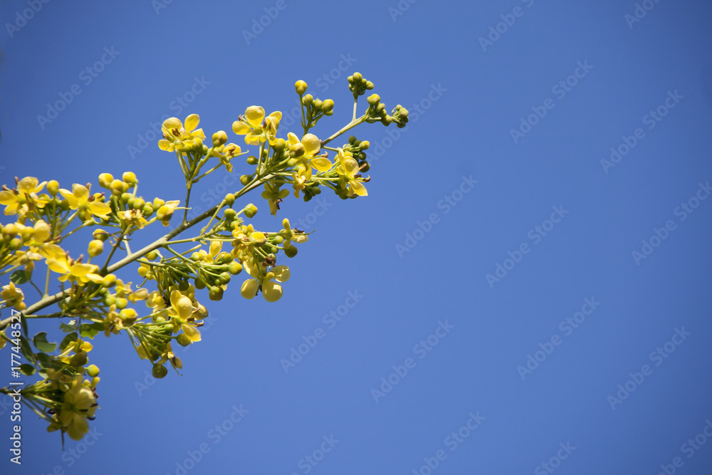 canola flower on blue sky background. Yellow flower blooming on blue sky. canola flower on blue sky background. Yellow flower blooming on blue sky.