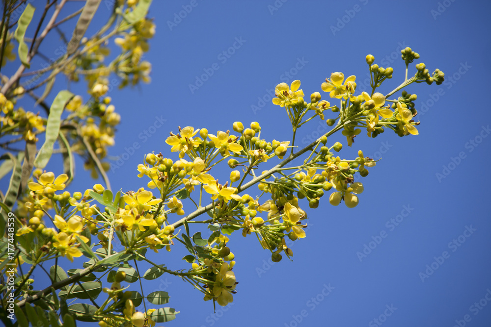 canola flower on blue sky background. Yellow flower blooming on blue sky. canola flower on blue sky background. Yellow flower blooming on blue sky.