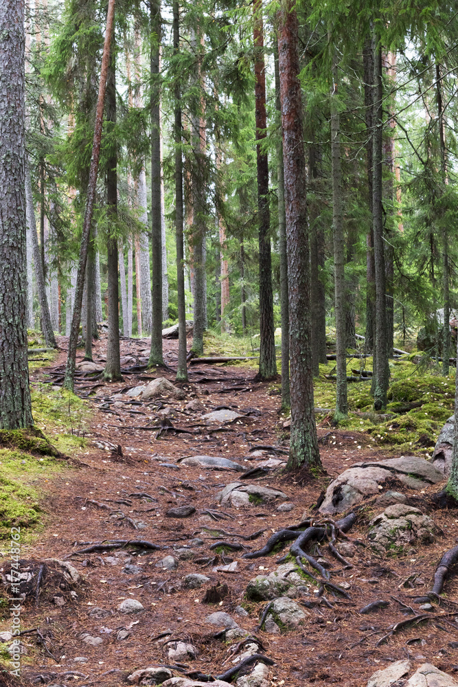 Forest trail in Finland Forest trail in Finland
