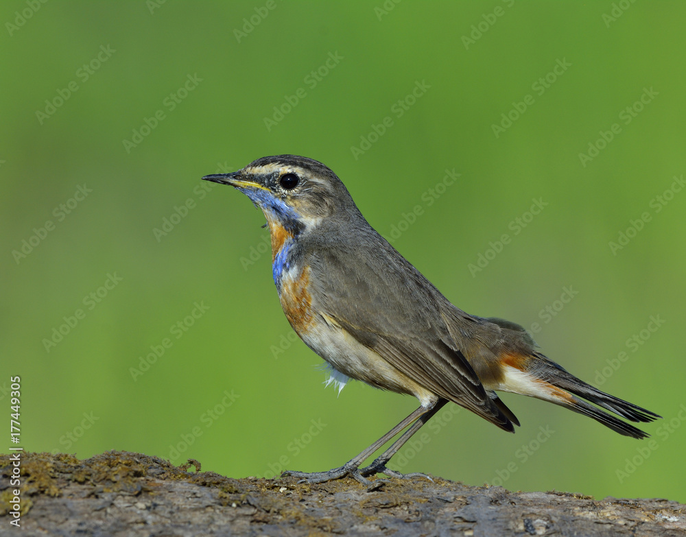 Slim brown bird with blue and orange feathers on its hest perching on ...