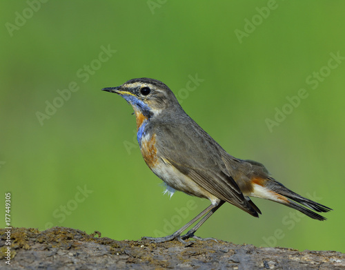 Slim brown bird with blue and orange feathers on its hest perching on wooden ground over blur green background, Beautiful Bluethroat (Luscinia svecica) photo