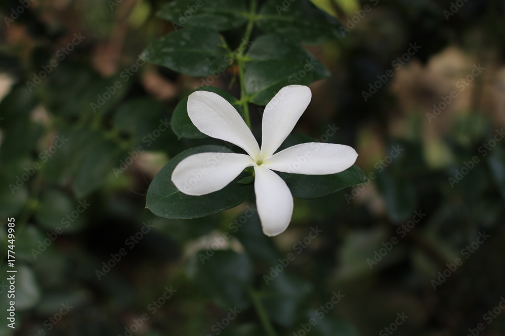 Obraz premium White captivity...