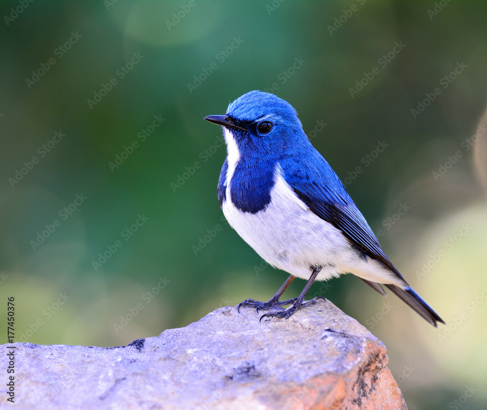 Obraz premium Ultamarine Flycatcher (superciliaris ficedula) a beautiful blue bird perching on the rock over far green background in the nature, fascinated creature