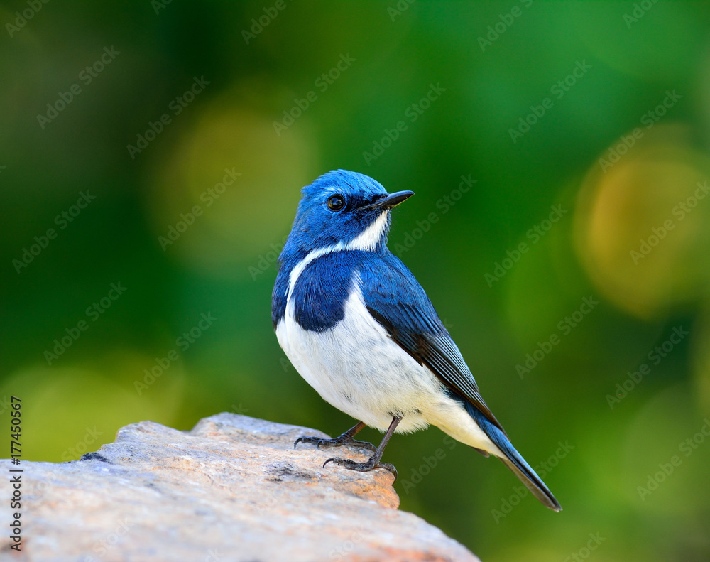 Ultamarine Flycatcher (superciliaris ficedula) a chubby blue and white bird perching on the rock over far green background in the nature, fascinated creature Ultamarine Flycatcher (superciliaris ficedula) a chubby blue and white bird perching on the rock over far green background in the nature, fascinated creature