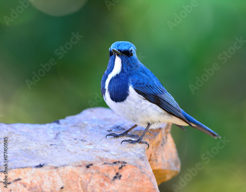 Ultamarine Flycatcher (superciliaris ficedula) beautiful blue and white bird perching on the rock over far green background in the nature, fascinated creature
