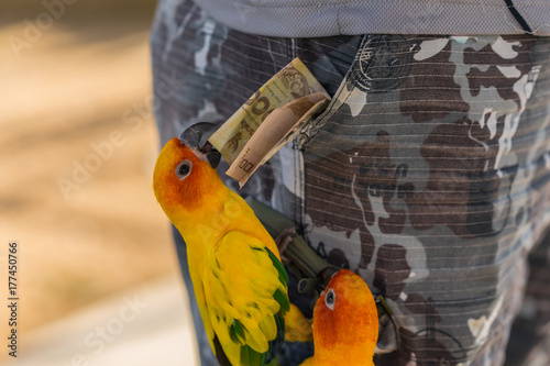 Bild auf Leinwand A colourful bird steals money from a man's pocket.