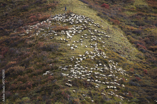 flock of sheep grazing on the mountain