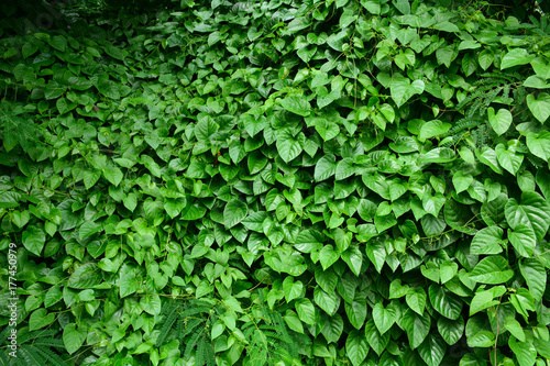 leaves of ivy covering a little tree in the forest