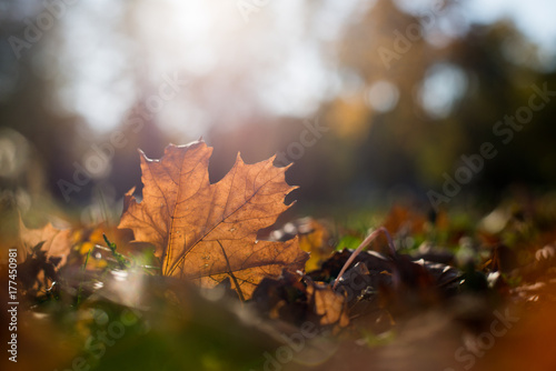 Autumn leaves © icephotography