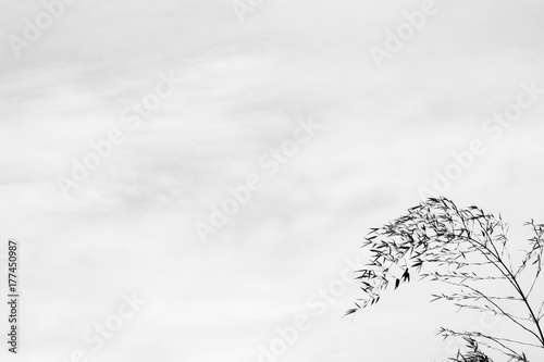 silhouette of bamboo leaves