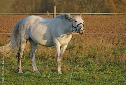 lächelndes weißes Pferd © Manfred Richter