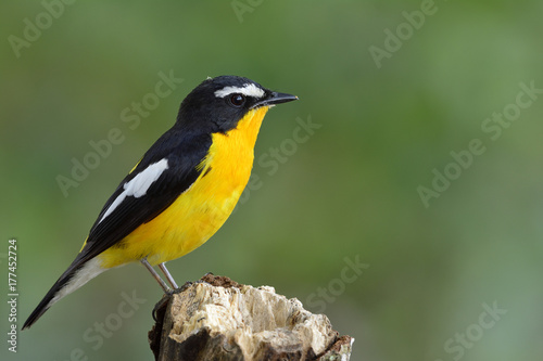 Yellow-rumped flycatcher (Ficedula zanthopygia) beautiful yellow bird perching on broken log over fine background, exotic nature photo