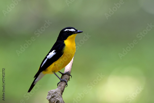 Yellow-rumped flycatcher (Ficedula zanthopygia) bright vivid yellow and back wings with white eyebrows bird perching on a branch over green blur background photo