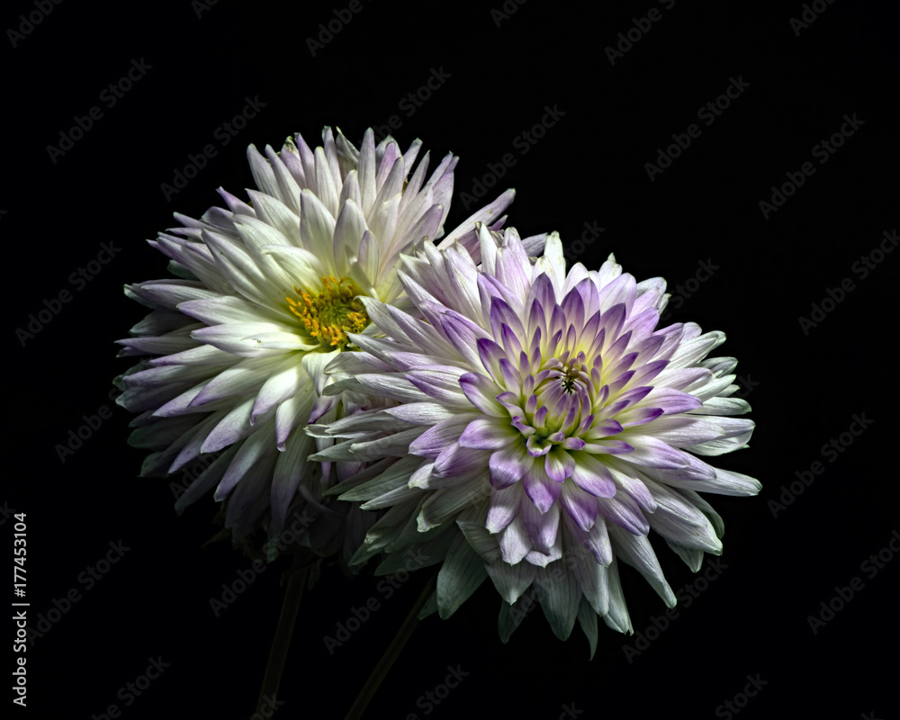 Purple White Dahlia Pair 0930 Purple White Dahlia Pair 0930