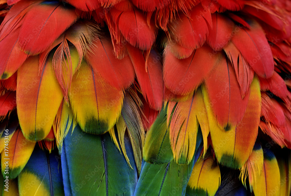 Fototapeta Bautiful czerwony i żółty z zielonymi odcieniami piór papugi Araba Scarlet, fascynująca tekstura natury