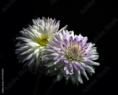 Purple White Dahlia Pair 0930