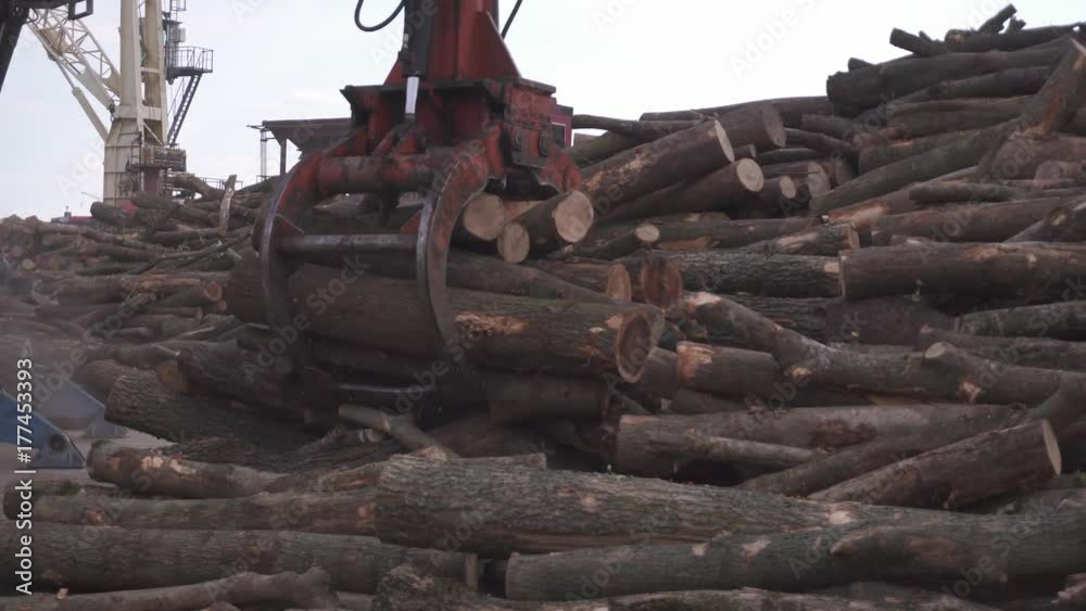 Small loader unloads the tree from the car