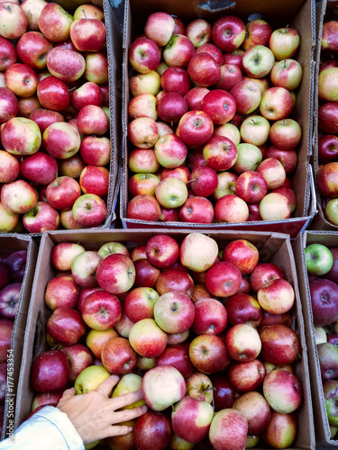 Fruits: female hand picking delicious ripe apples at farmstand photo