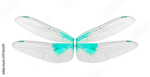 Dragonfly wings isolated on white background. © arunsri