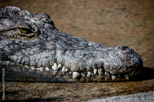 Crocodile d'Afrique au Parc de la Tête d'or à Lyon