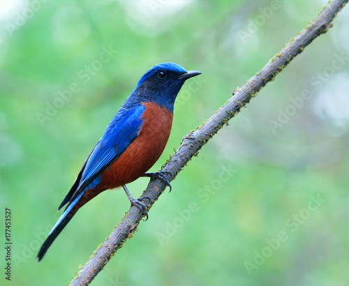 Chestnut-bellied Rock Thrush (Monticola rufiventris) beautiful blue bird with red sbelly perching on the branch over bright bokeh background, colorful nature © prin79