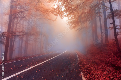Fototapeta Autumn day in the foggy forest