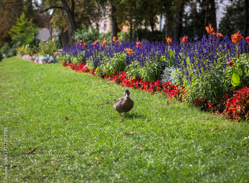 ente vogel © svetlana