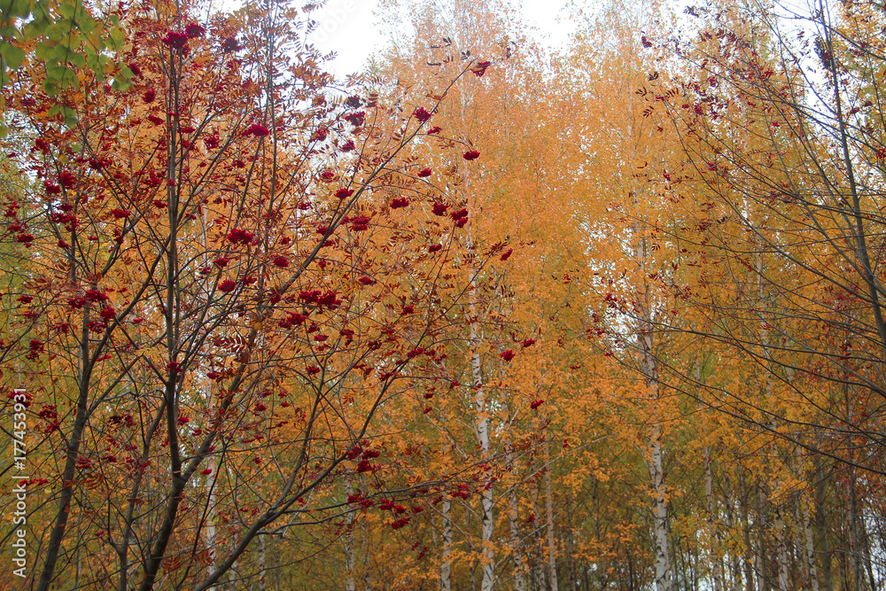 Rowan fire on the background of birches