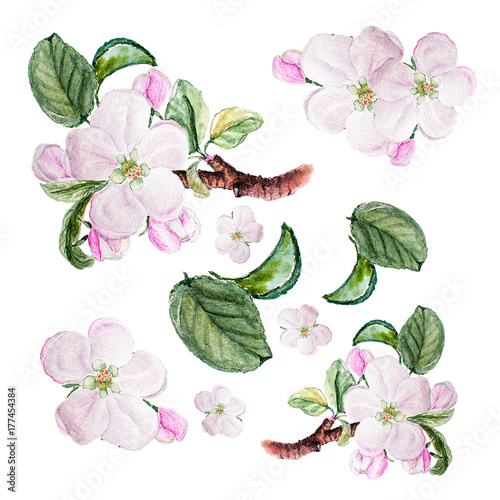 Botanical watercolor illustration sketch set of apple blossom on white background