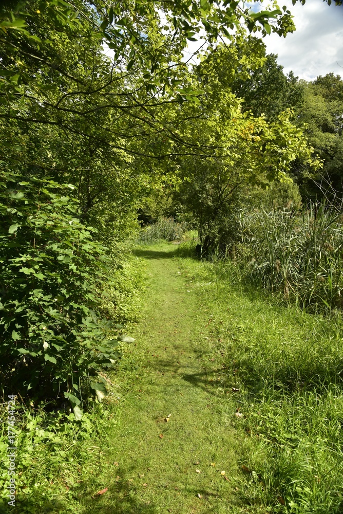 Chemin herbeux traversant la nature sauvage de la réserve naturelle des Jardins Massart à Auderghem Chemin herbeux traversant la nature sauvage de la réserve naturelle des Jardins Massart à Auderghem
