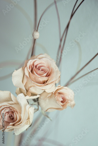 three white roses on pastel blue background photo