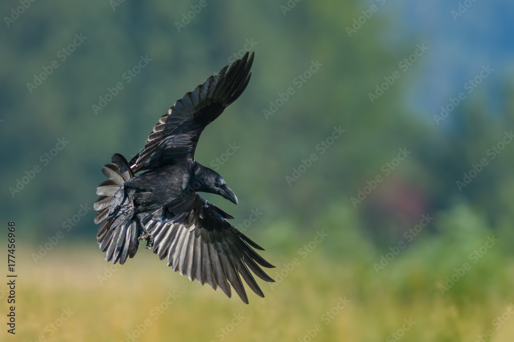 Obraz premium Flight over the meadow/Common Raven