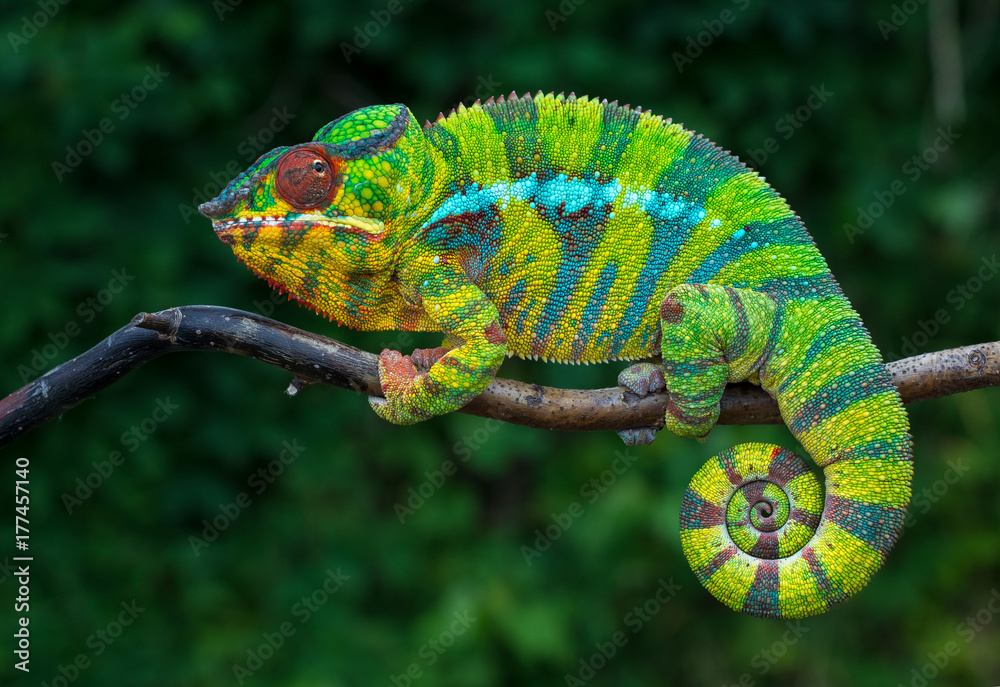 Wunschmotiv: Panther chameleon Furcifer pardalis Ambilobe 2 years old endemic from madagascar #1774