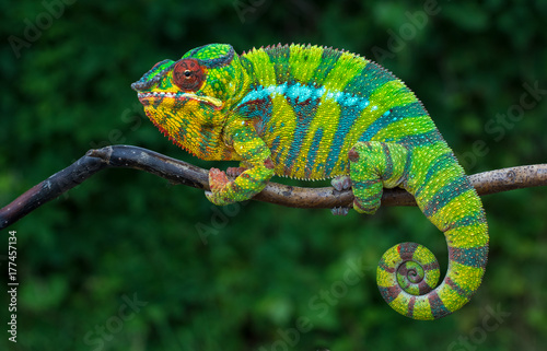 Panther chameleon Furcifer pardalis Ambilobe 2 years old endemic from madagascar