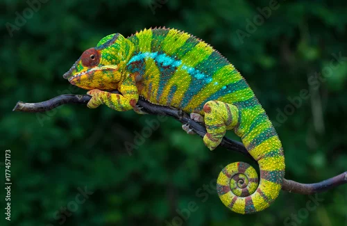 Fototapeta na wymiar Kameleon pantera Furcifer pardalis Ambilobe 2-letni endemiczny z Madagaskaru