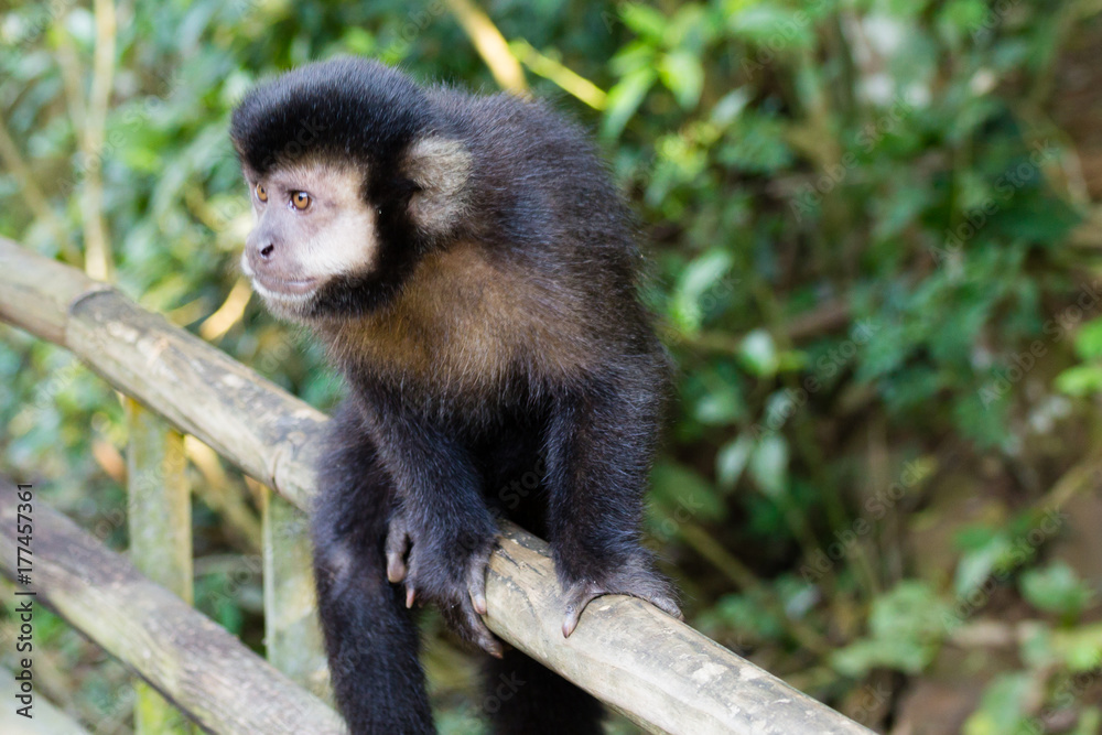 Naklejka premium Tufted capuchin monkey on the nature in Pantanal, Brazil