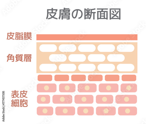 皮膚の断面図(文字あり)