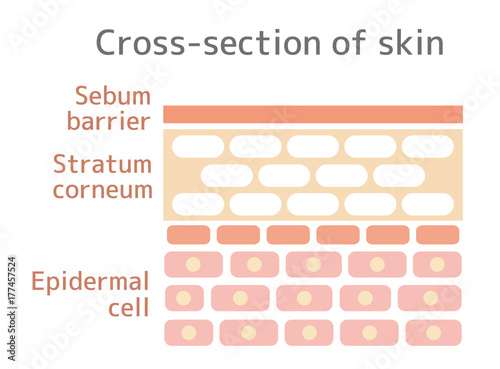 Sectional view illustration of the skin. With text.