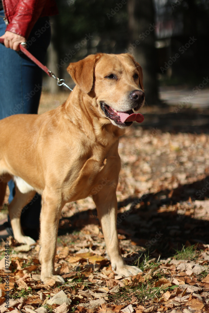 Beautiful golden labrador in the park Beautiful golden labrador in the park