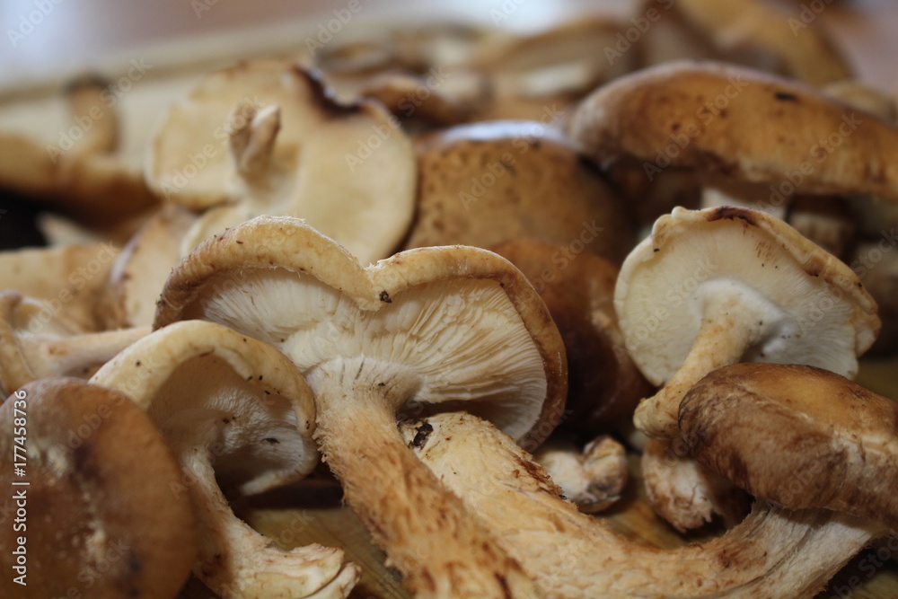 MushroomCuttingBoard MushroomCuttingBoard