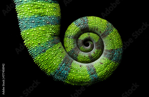 Chameleon spiral tail, Panther chameleon, Furcifer pardalis Ambilobe