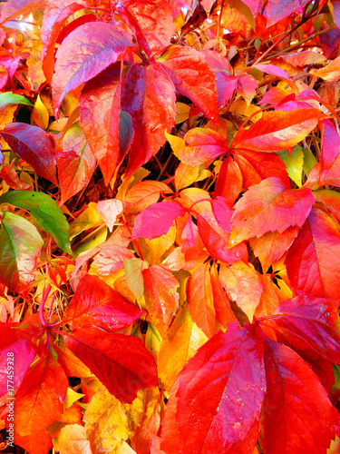 beautiful detail photography of bright red autumnal leaves